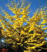 picture of the ginko tree