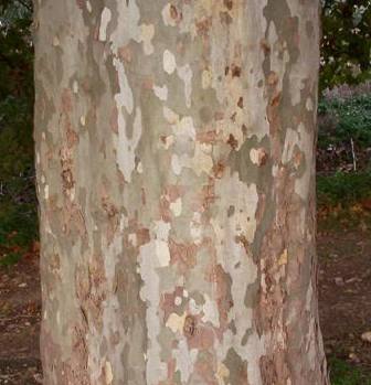 a picture of the bark of the London Planetree