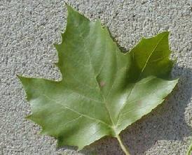 picture of the leaf of a london planetree