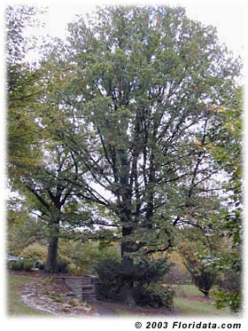 picutre of an english oak tree