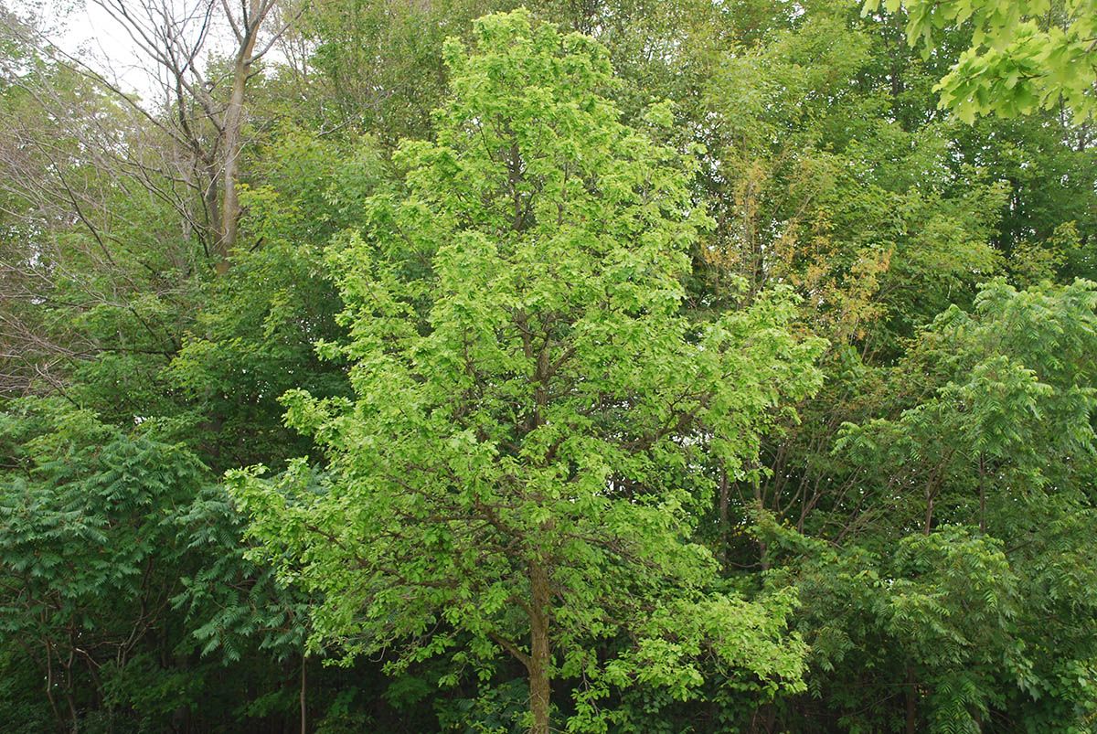 Tree with leaves 