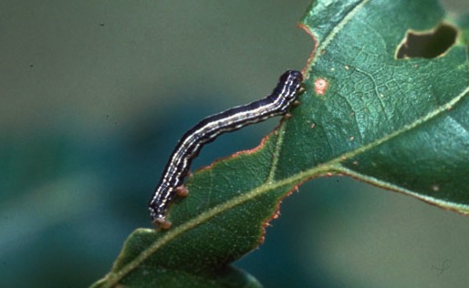 fall-cankerworm.jpg