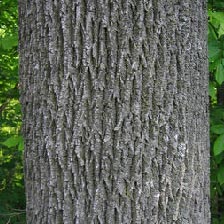 Ash Tree - Bark is tight and rough and has a diamond pattern