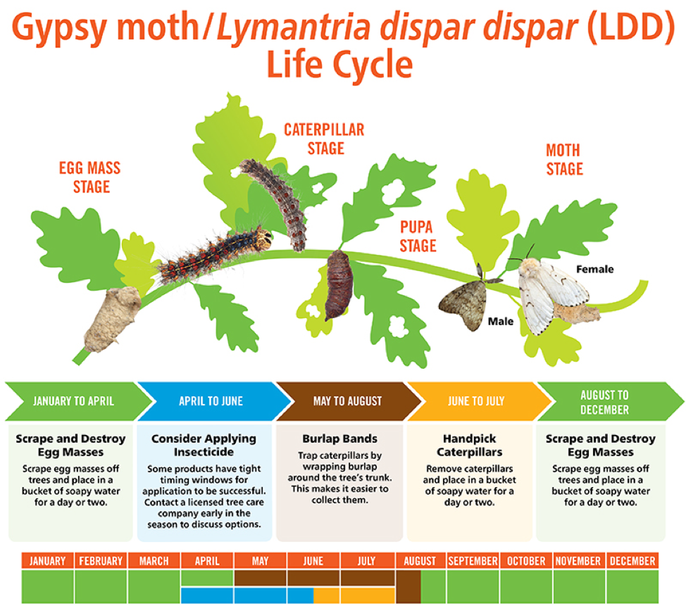 Lifecycle of Lymantria Dispar Dispar.png