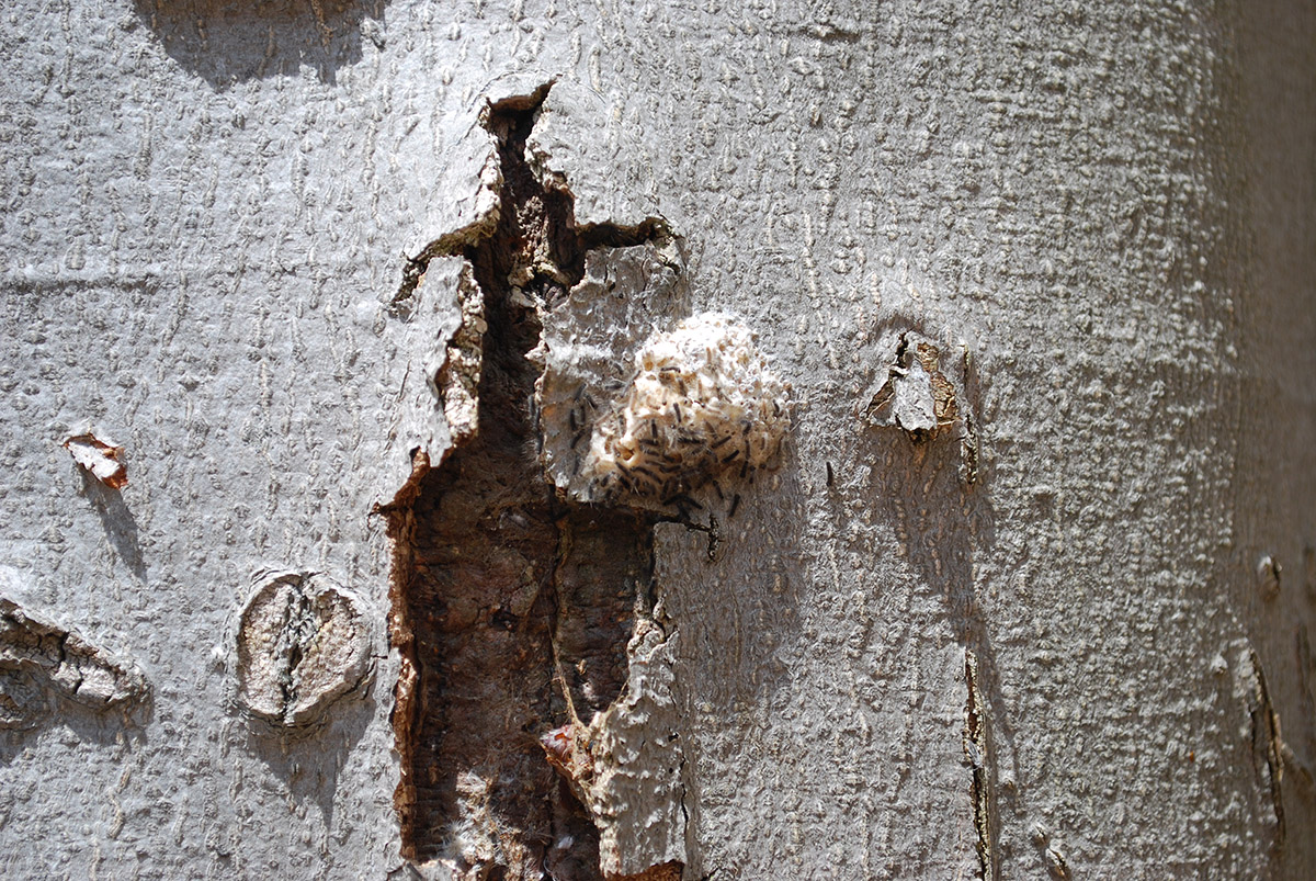 Gypsy Moth Caterpillar.jpg