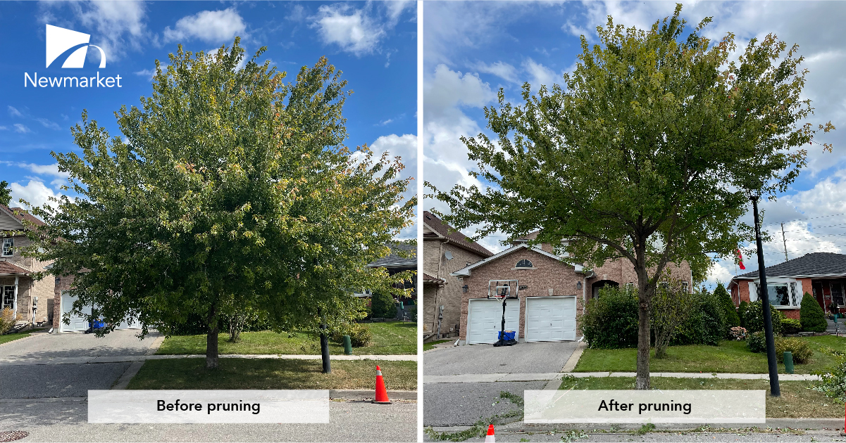 Tree Pruning comparison