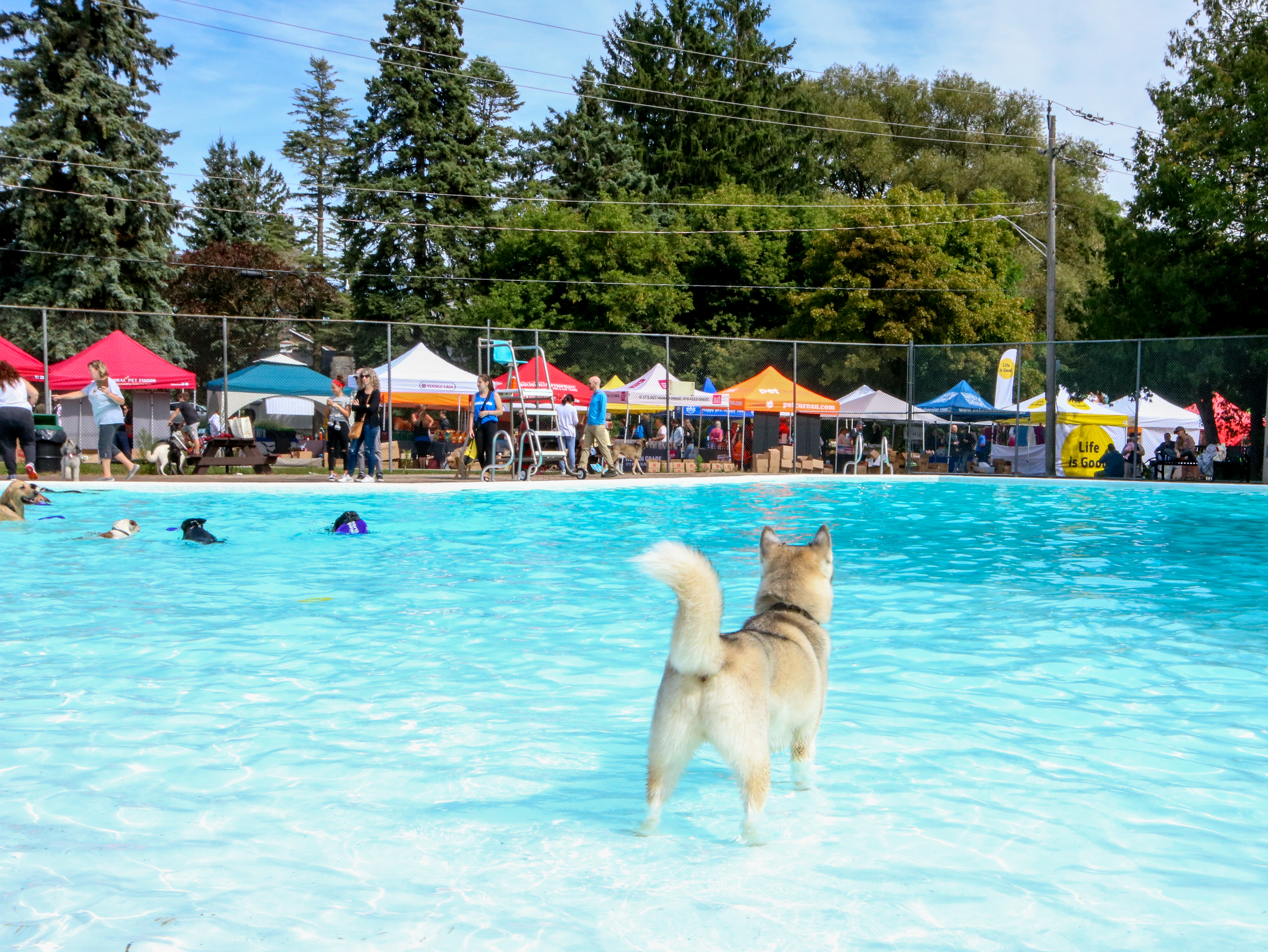 short haired husky standing in the gorman pool at new'bark'et