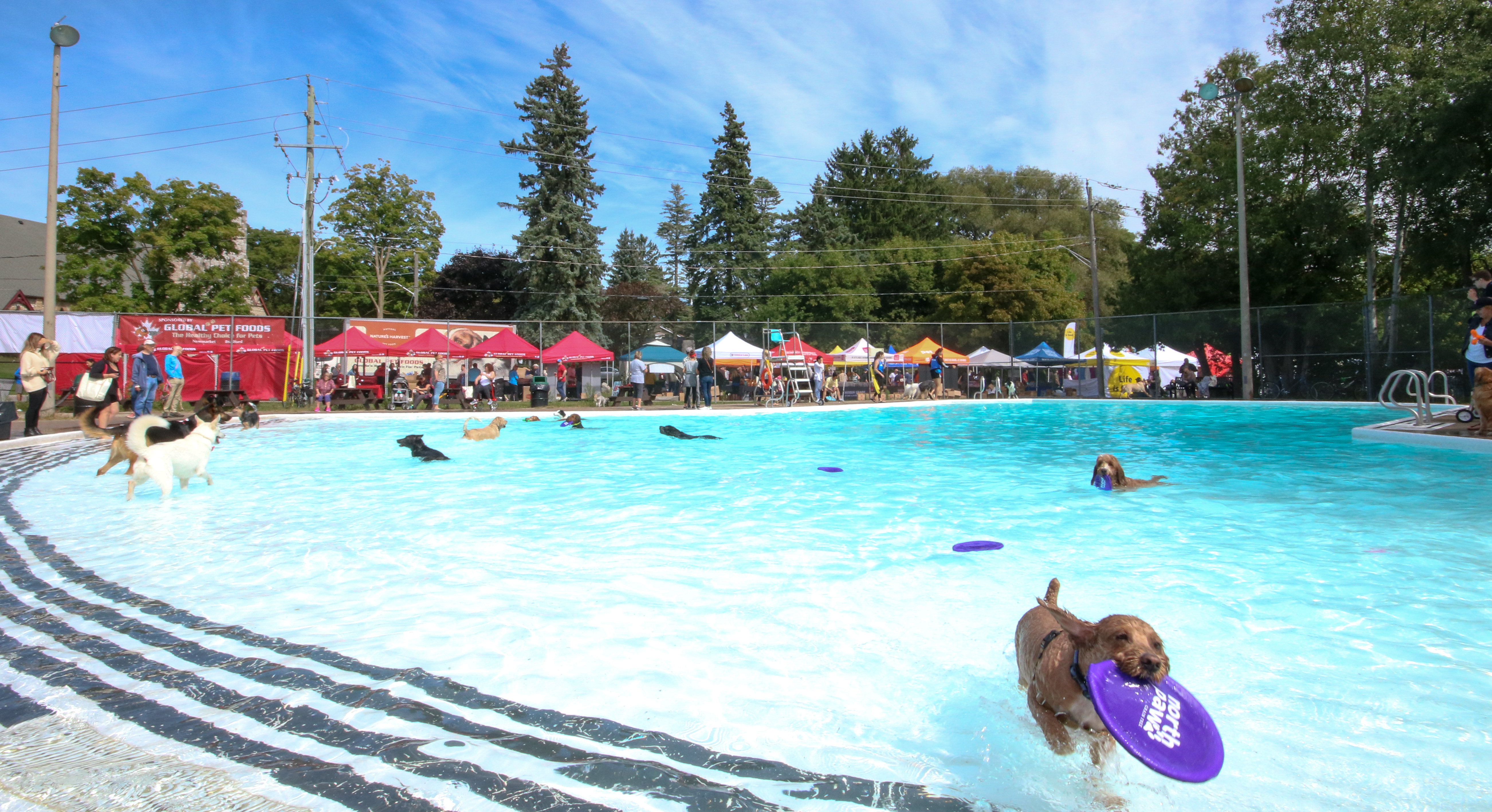 image of dogs playing in the gorman pool